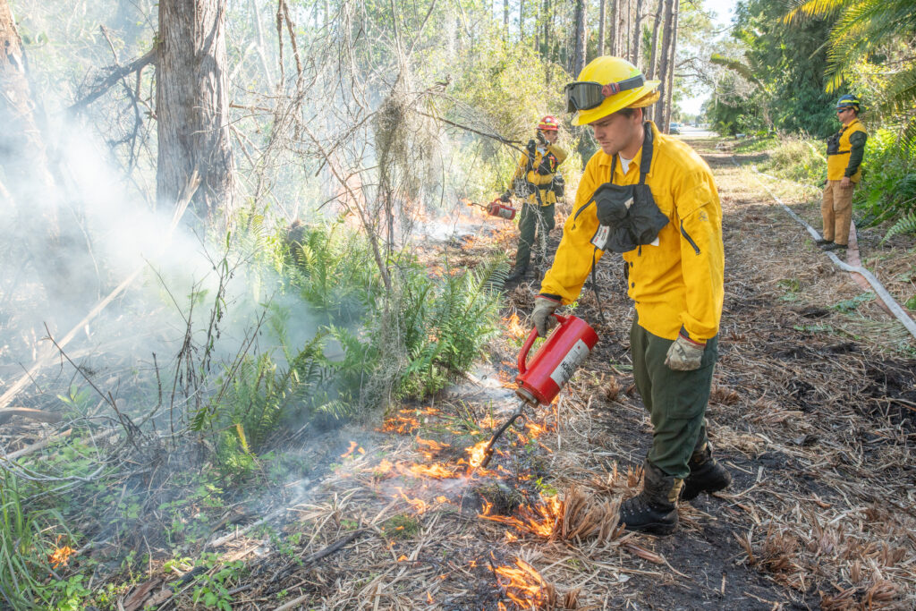Two fire crew members use handheld torches to light understory plants on fire. Another crew members stands by to monitor.