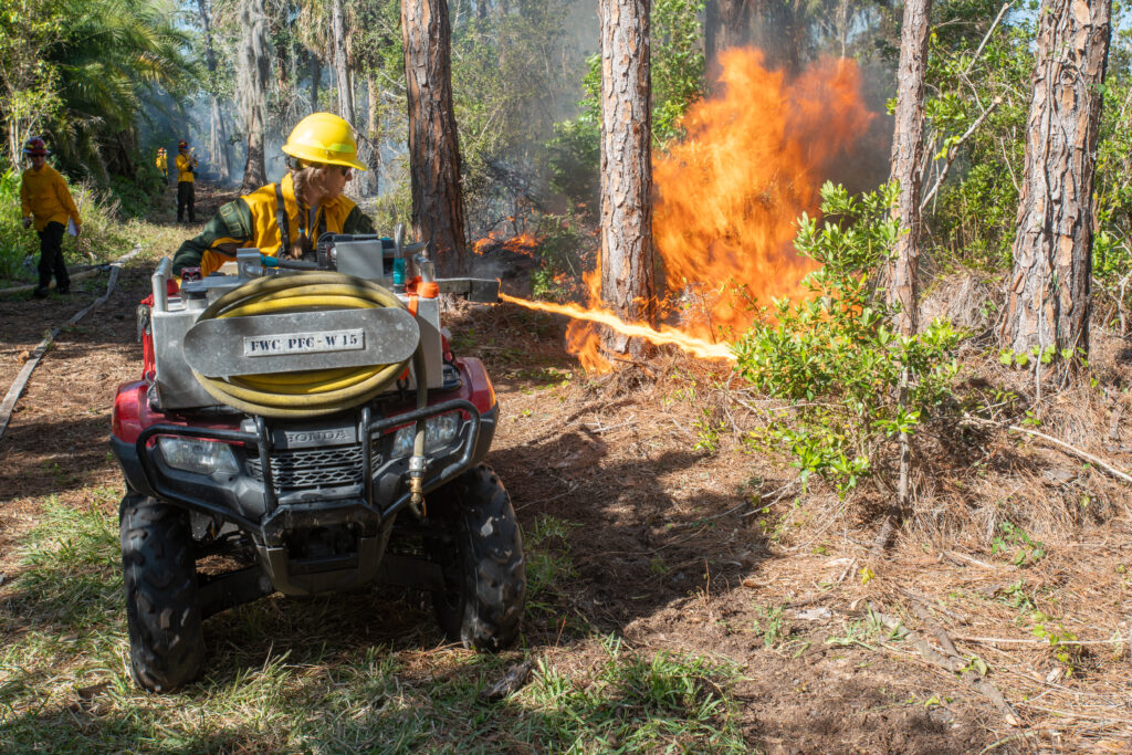 A fire crew member drives an ATV with an attached flame thrower that ignites fire as they drive. Other crew members linger behind to monitor the fire.