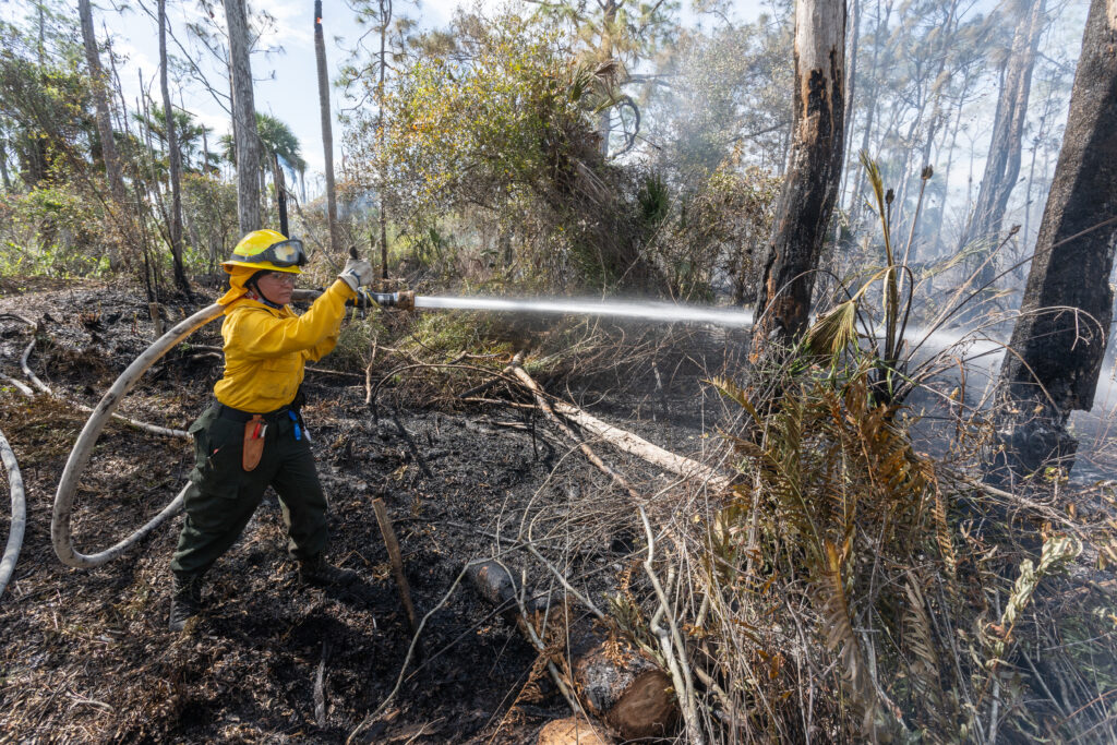 A fire crew member uses a fire hose to put out flames after the burn is complete. 