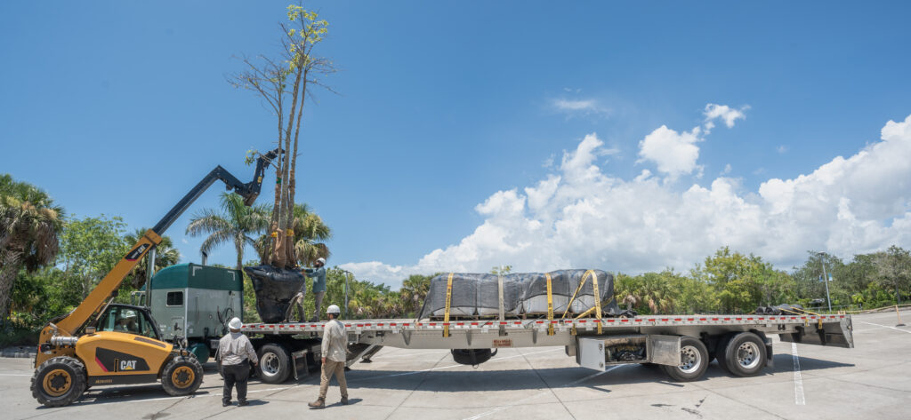 Naples Botanical Garden employees use a telehandler to lift and load a large tree onto the flat bed of a semi truck. 
