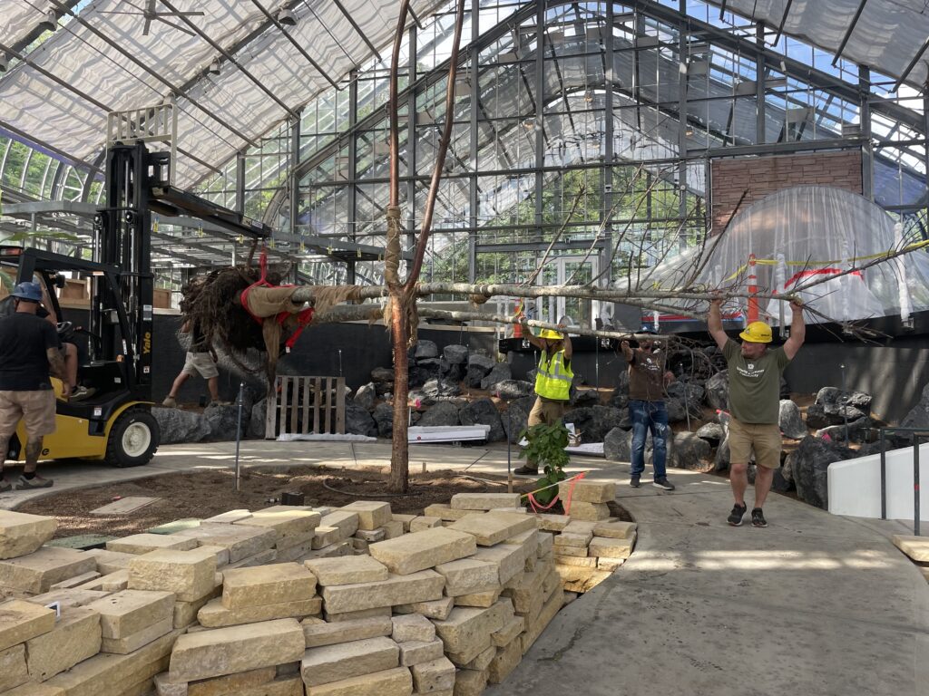 A group of workers maneuver a large tree around a curved pathway inside the conservatory as it hangs lengthwise from a forklift. 