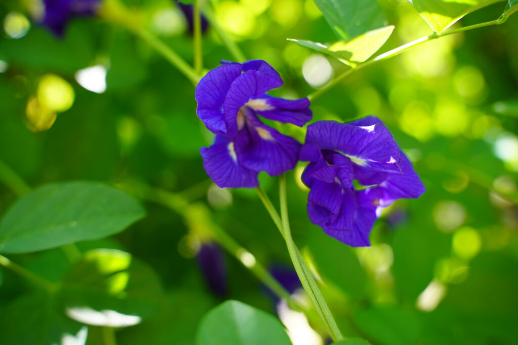 Hues of Blues: Nature’s Rarest Shade