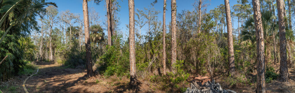 A fire hose lays outstretched in a clearing next to a section of pine flatwoods that is dense with overgrown plants.