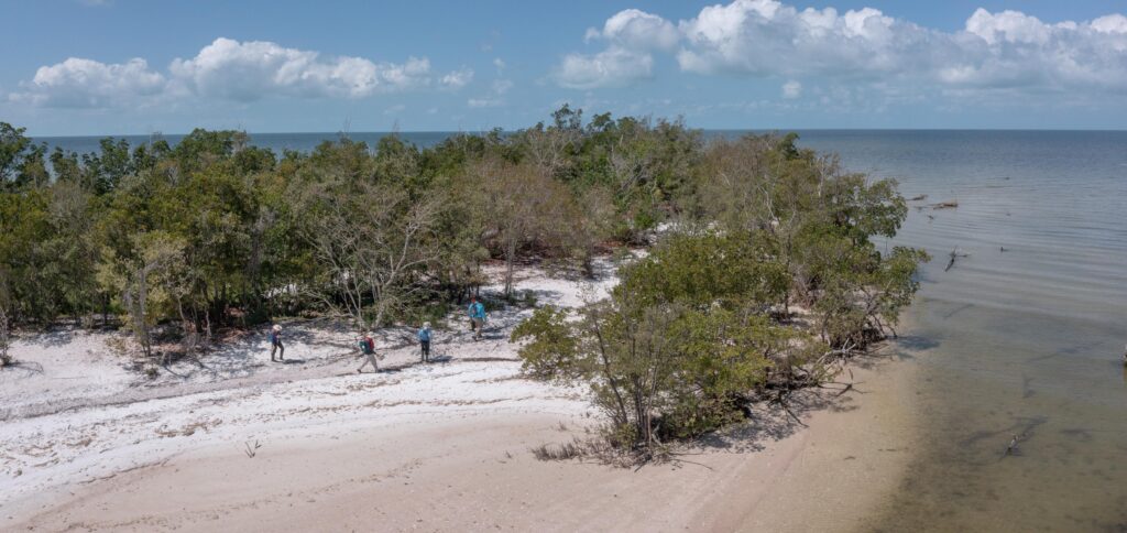 An aerial shot shows a group of four people walking on a sandy coastline trail among some vegetation with the ocean beyond. Mangroves and other plants surround the beach. 