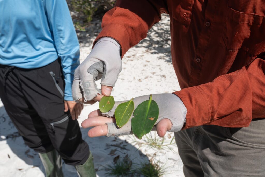 A person holds three different yet similar green leaves in the palm of their hand. The leaves are a medium green and oval shaped, varying from a couple inches long to wider than the person's palm.