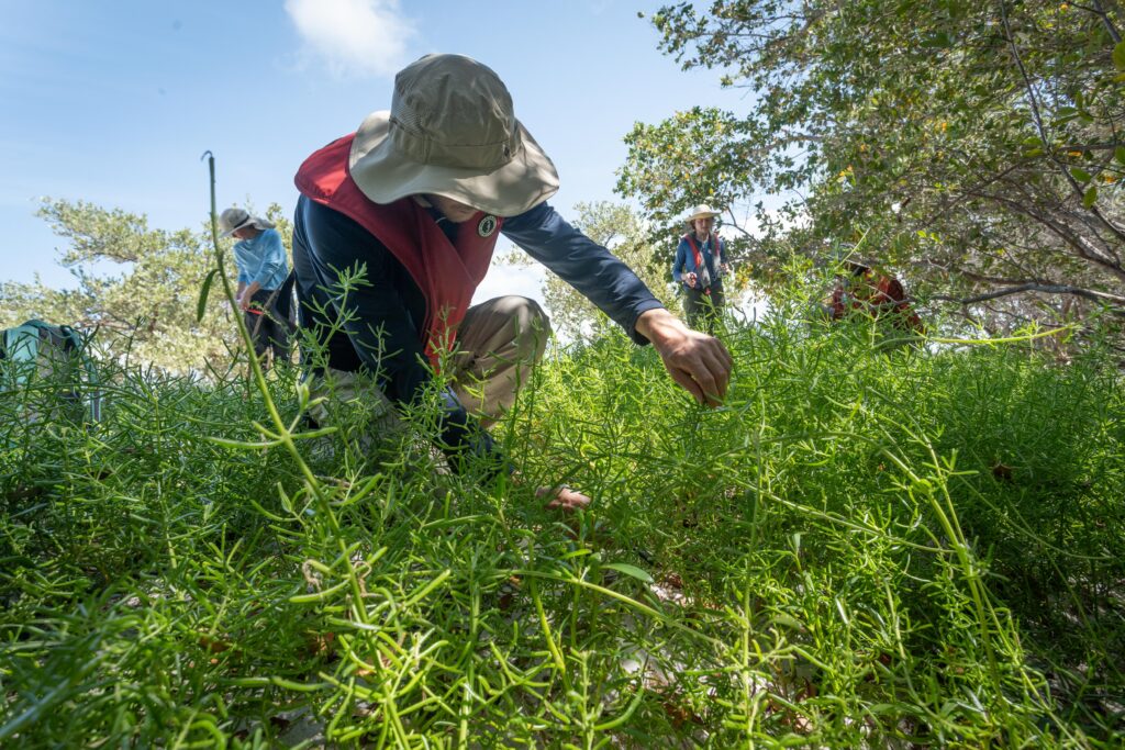 A researcher kneels down to take cuttings of a plant that grows densely with stems about a foot high with lots of small leaves resembling rosemary.