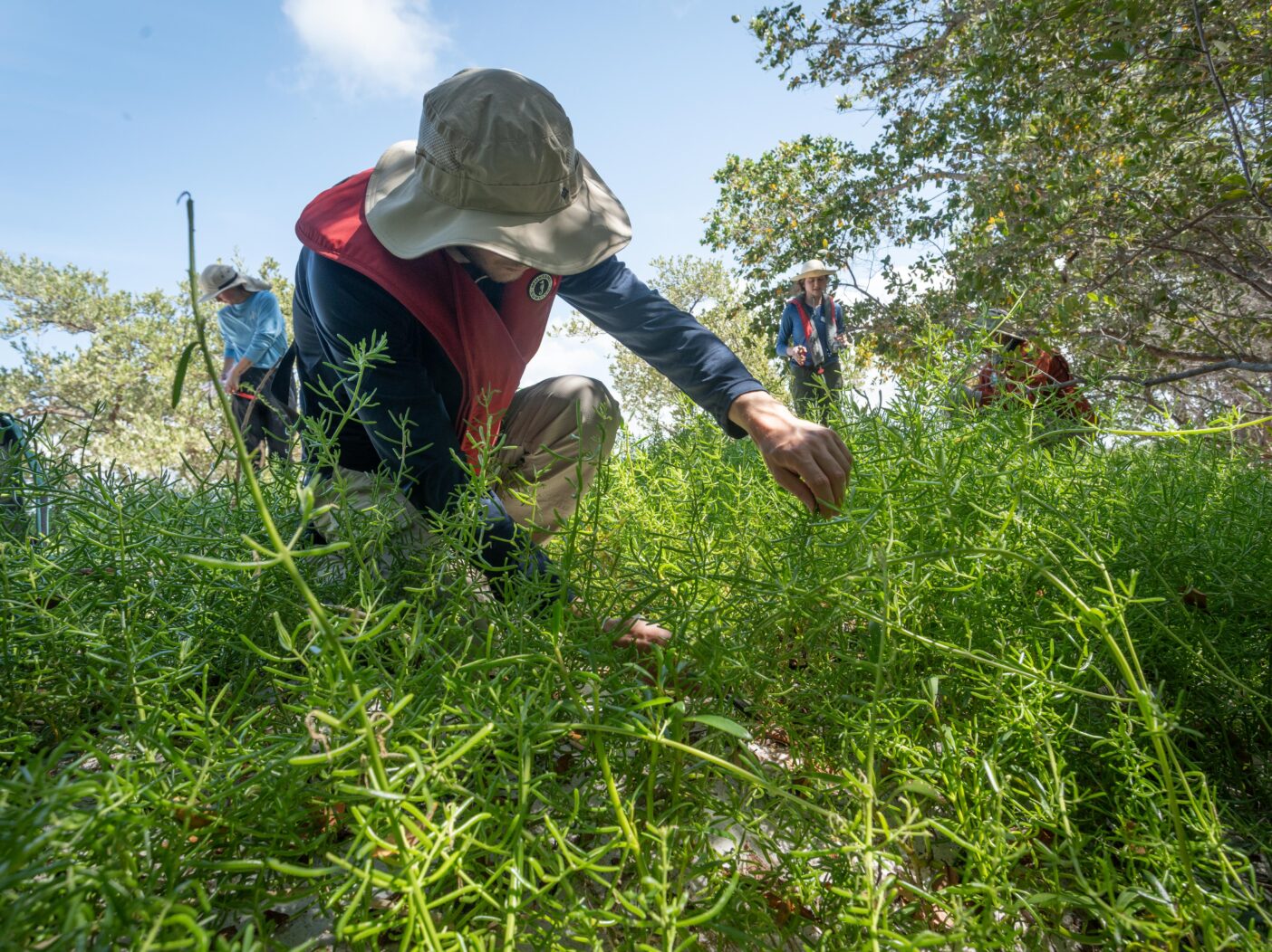A researcher kneels down to take cuttings of a plant that grows densely with stems about a foot high with lots of small leaves resembling rosemary.