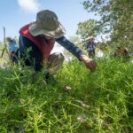 A researcher kneels down to take cuttings of a plant that grows densely with stems about a foot high with lots of small leaves resembling rosemary.