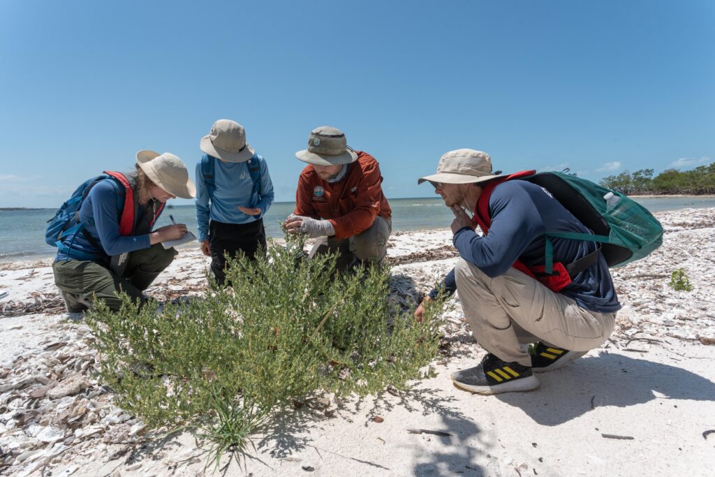 A group of four kneel down to examine a coastal plant while on the beach. One is taking notes while the other three observe. 