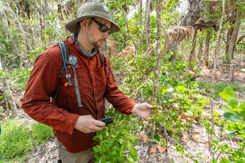 A person in a red shirt stands in a dense, wooded area examining the leaves of a plant.