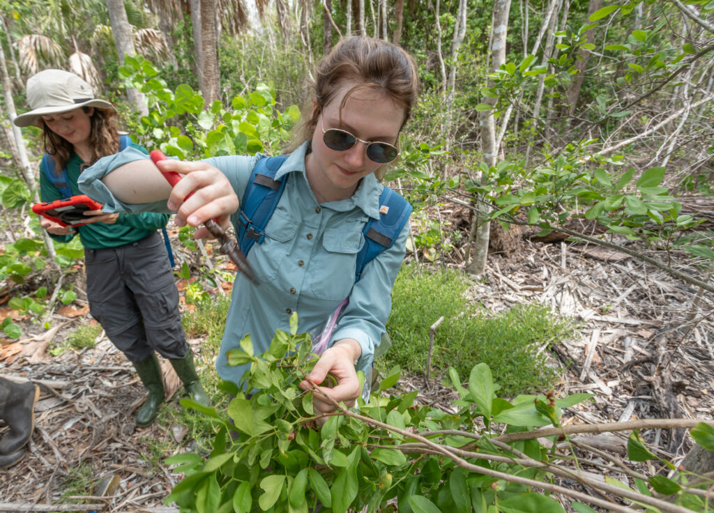 Two people stand in a wooded area. One is logging information on a tablet; the other is taking a cutting of a leafy branch.