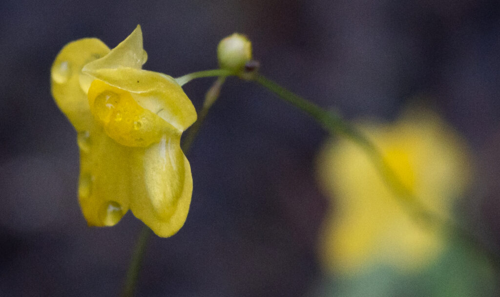 A macro photo of a single, small, yellow, bladderwort flower at the end of a thin stem
