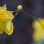 A macro photo of a single, small, yellow, bladderwort flower at the end of a thin stem