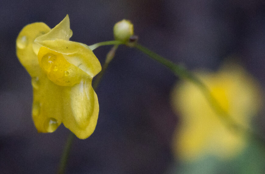 A macro photo of a single, small, yellow, bladderwort flower at the end of a thin stem