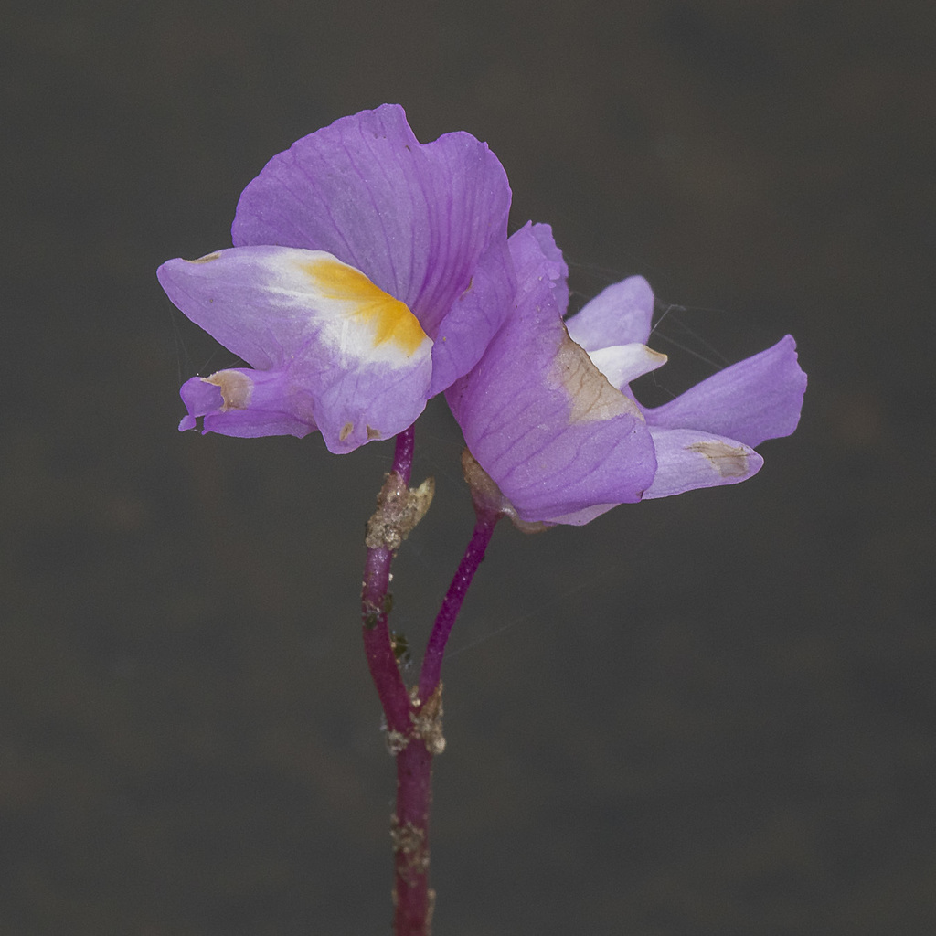 Two light purple flowers each rest at the end of a purple stem. The flowers have a yellow center with white between the purple petals and yellow center.