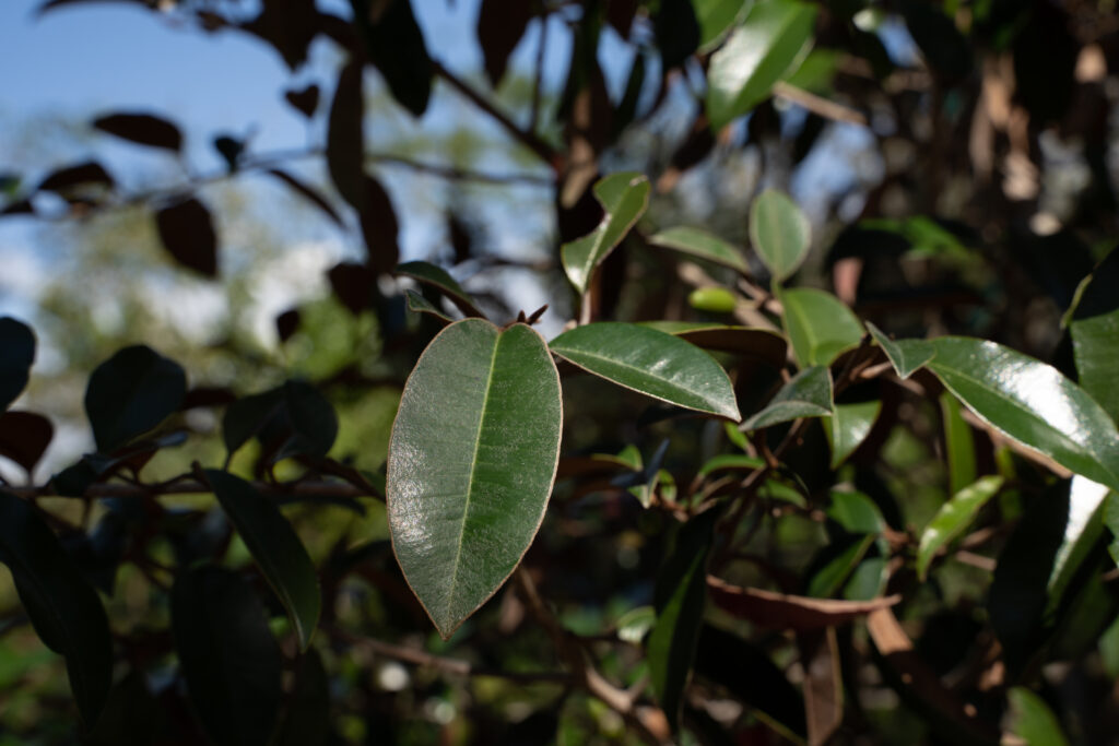 Satinleaf leaves shown at close range depict their dark, glossy leaves.