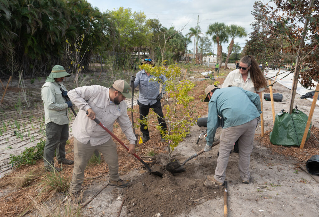 This image shows a group of people working together to plant a tree in a sandy area surrounded by various trees and vegetation. They are using shovels to dig a hole for the tree.