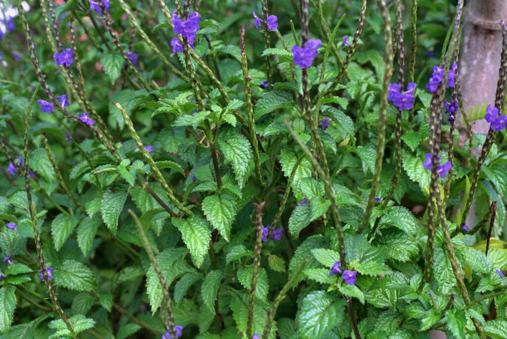 This bush-like plant has bright green leaves with serrated edges, tall, asparagus-like stalks and bright bluish purple flowers. 