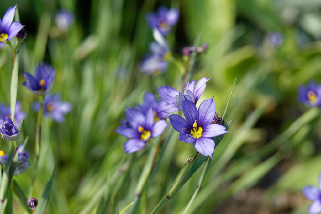 With a blurred background of grassy stalks, the focus is on an indigo bloom with pointy petals and a yellow center. The background shows more blooms among it. 