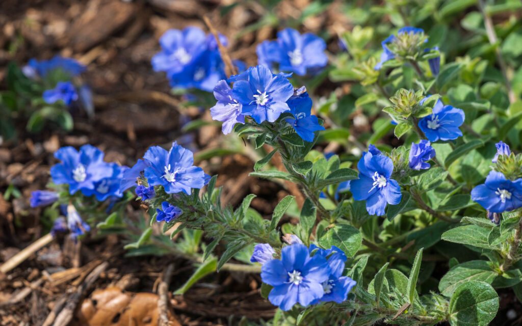 Growing close to the ground, many bright blue, five petal, flowers grow at the end of green, leafy, stalks. The flowers have a white center.