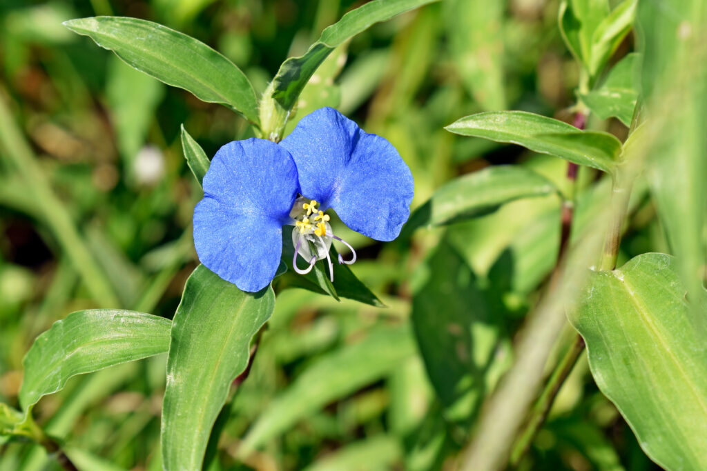Two large, oval shaped, blue petals sit atop a tiny yellow and white center of a flower. The bloom is attached to the stalk of a tall, long-leafed, green plant. 