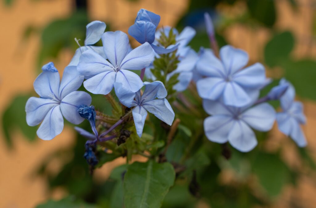 Close-up of pale blue, five-petaled flowers clustered on a green stem, with soft-focus leaves and a warm, blurred background.