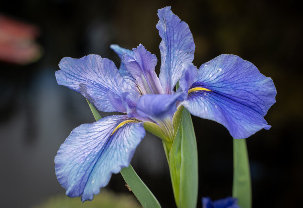 Hues of Blues: Nature’s Rarest Shade