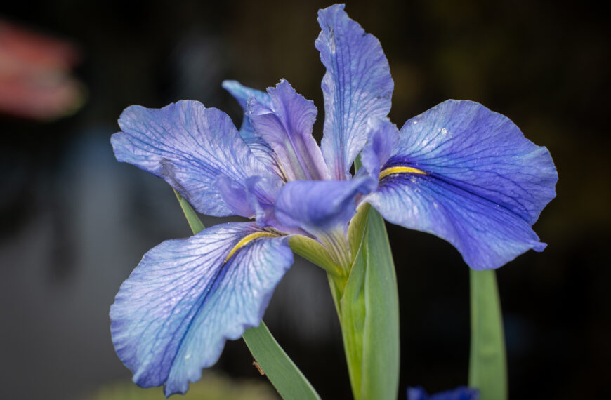 Hues of Blues: Nature’s Rarest Shade