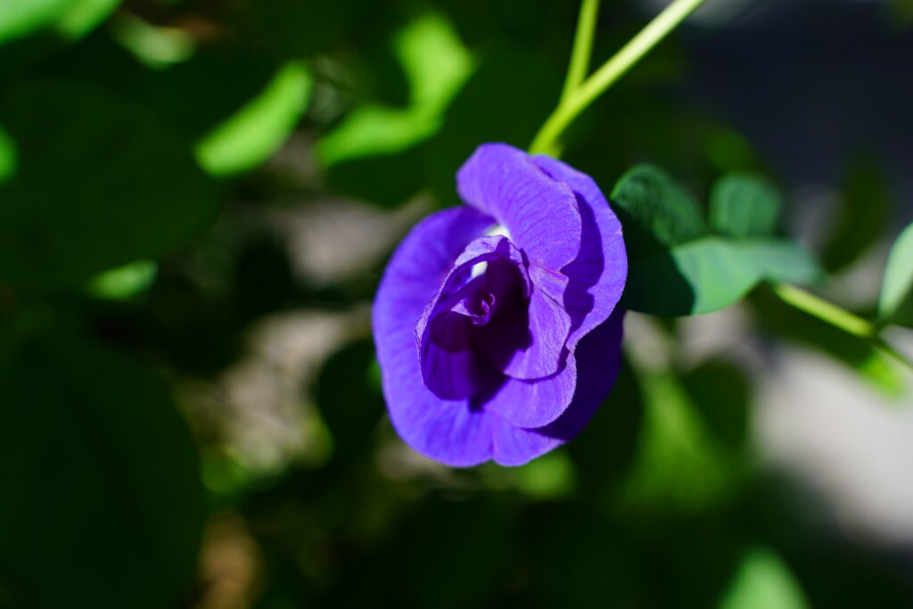 A close up of a butterfly pea bloom shows the vibrant indigo color and layered folds of the petals.