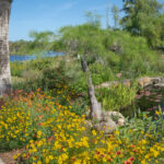 Yellow flowers border the bottom of the photo and a small pond cypress tree is in the middle with a pond feature to the right, a tree trunk to the left and pink flowers on the far left and a lake in the background.
