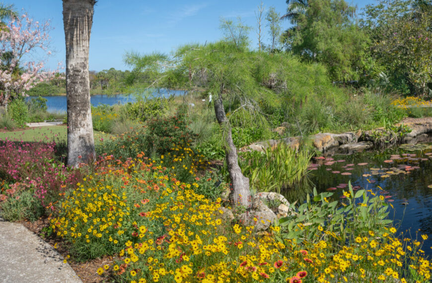 Yellow flowers border the bottom of the photo and a small pond cypress tree is in the middle with a pond feature to the right, a tree trunk to the left and pink flowers on the far left and a lake in the background.