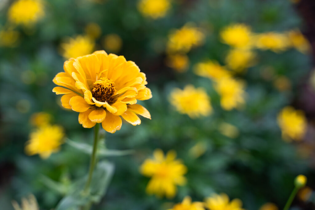 A yellow flower with many petals is in focus and out of focus in the background is a plant bed full of the same yellow flowers and green leaves.