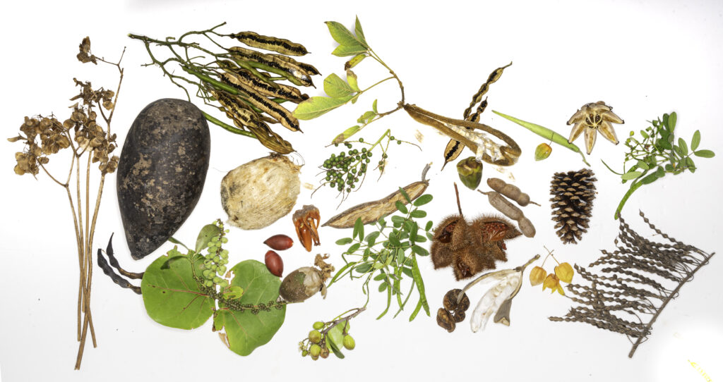 From Seeds to Systems: A Call to Strengthen Plant Conservation