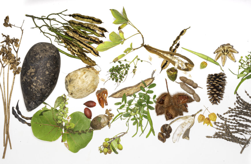 From Seeds to Systems: A Call to Strengthen Plant Conservation