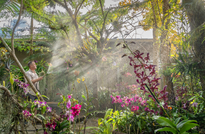 A person stands to the far left with a hose and waters plants with a misty spray that are high in the trees to the right. The person is in a densely planted, tropical garden space with colorful orchids surrounding them.
