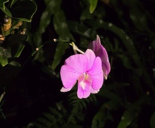 Two pink orchid blooms, one facing the camera and one away, stand out in bright light against a dark background of leaves. The center of the bloom is white. 