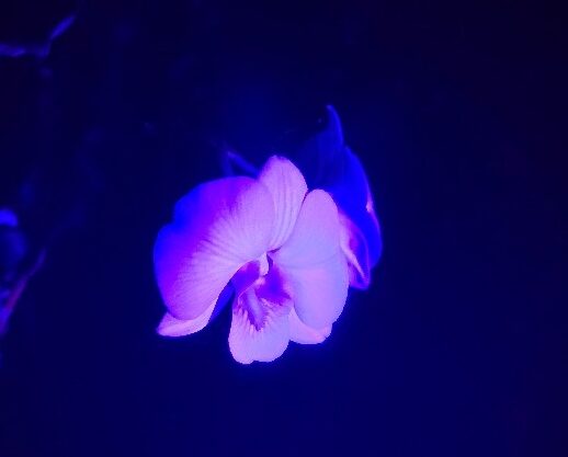 Illuminated in black light, an orchid bloom is light pink on the petals and dark purple in the center.
