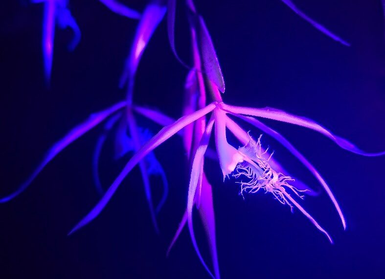 The Garden A-Glow: How Plants Appear Under Ultraviolet Light
