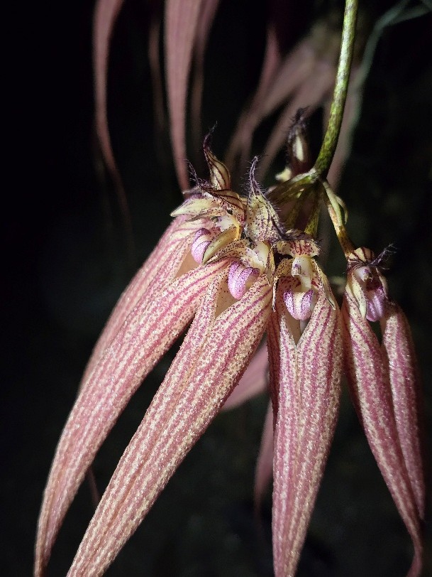 An orchid stem hangs with five long and pointy blooms against a dark background. The blooms are light yellow with pink stripes and speckles. 