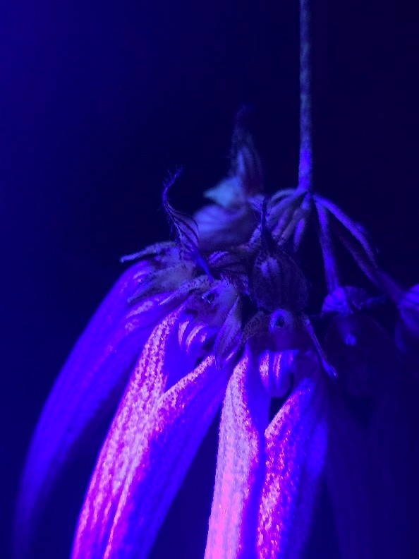 Under blacklight, a small black spot appears near the center of the orchid bloom not previously shown without the light. 