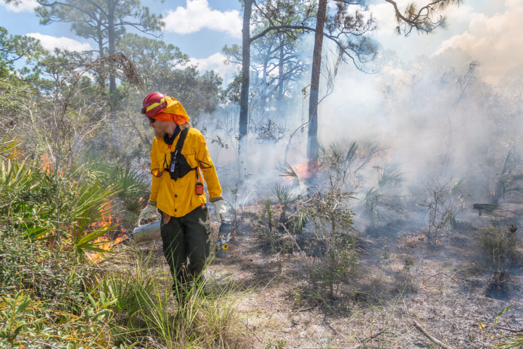 A person in fire protective gear walks down a pathway while using a torch to light the vegetation along the path.