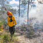 A person in fire protective gear walks down a pathway while using a torch to light the vegetation along the path.