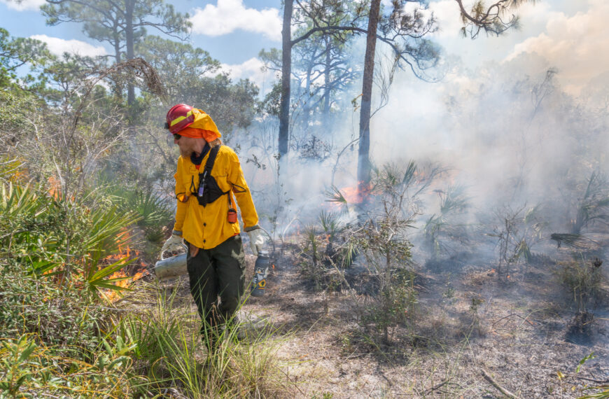A person in fire protective gear walks down a pathway while using a torch to light the vegetation along the path.