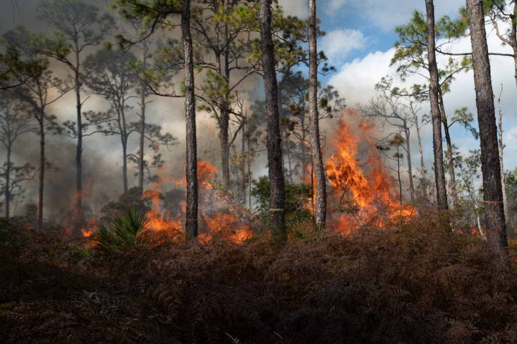 A large fire sweeps through a landscape with tall pine trees and dense understory.