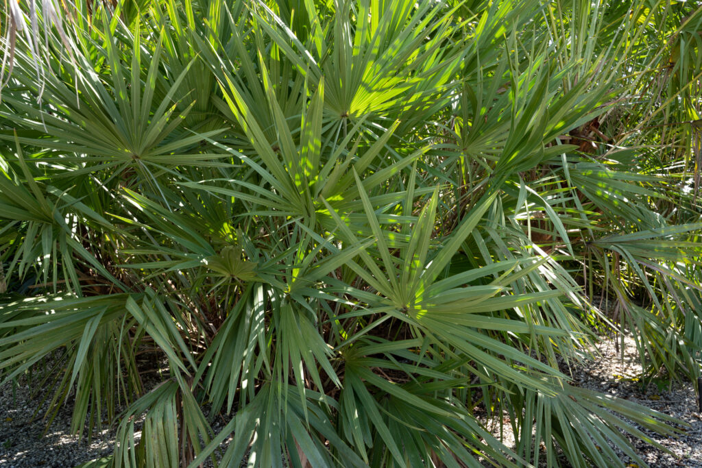 A large saw palmetto bursts forward with many pointed, finger-like, fronds.