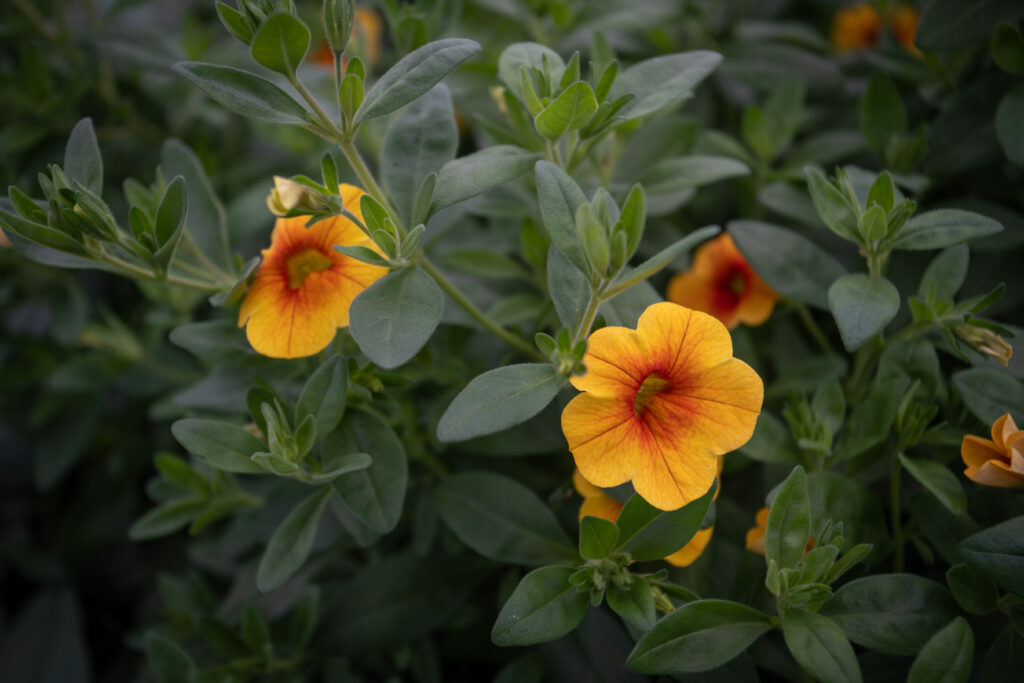 Small, green petunia leaves fill the frame with a few yellow blooms standing out against the dark colors. The yellow flowers have orange veining and an orange center. 