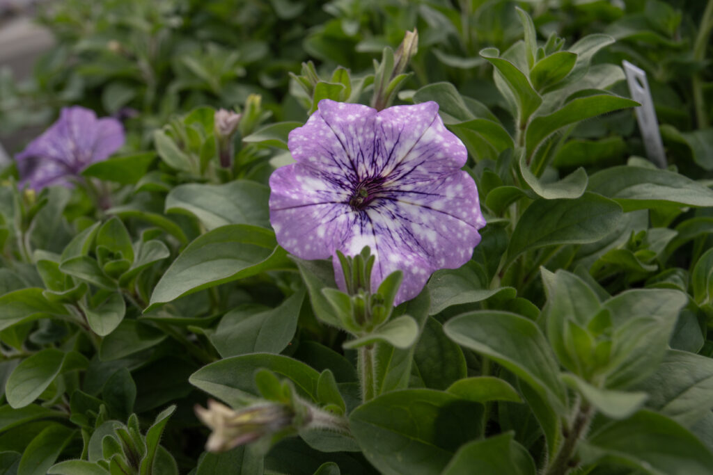 A bright purple petunia flower with white speckles, like a constellation, grows atop a thick bundle of green leaves.