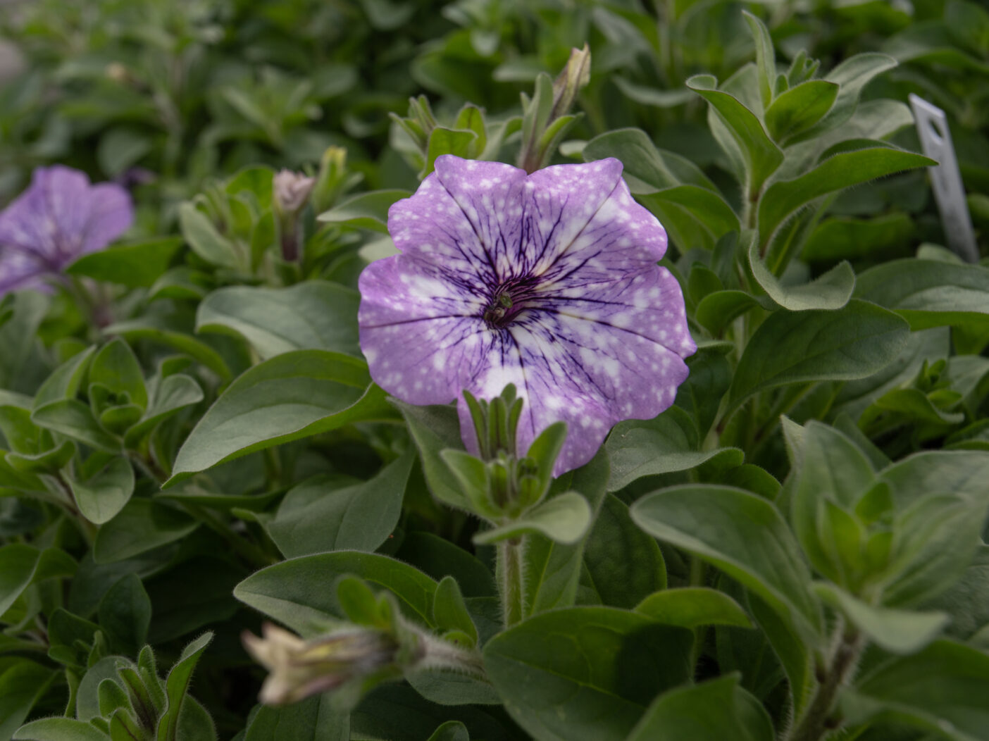 A bright purple petunia flower with white speckles, like a constellation, grows atop a thick bundle of green leaves.