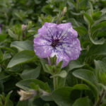 A bright purple petunia flower with white speckles, like a constellation, grows atop a thick bundle of green leaves.