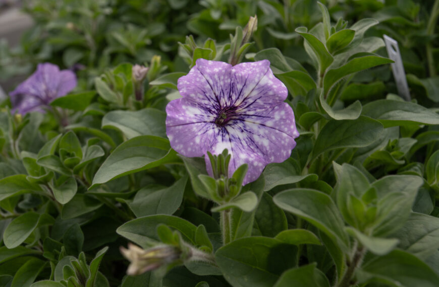 A bright purple petunia flower with white speckles, like a constellation, grows atop a thick bundle of green leaves.